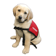 Logo Freedom Guide Dogs for The Blind, Inc.