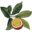 Logo Chinola LLC